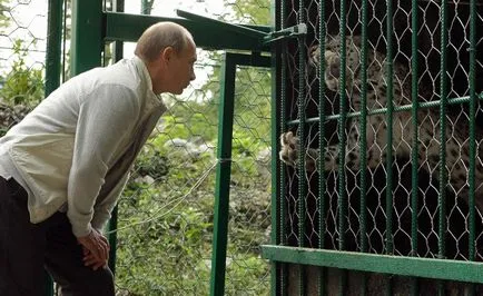 20 Най-впечатляващото снимки на Путин с животни, по-свежа - най-доброто от деня, в който някога ще се нуждаете!