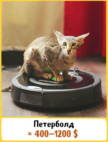 ЛУКСОЗНИ 19 котки, които струват цяло състояние