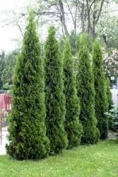 Засаждането Arborvitae пролетта