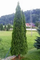 Засаждането Arborvitae пролетта