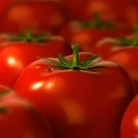 Домати - е плодове или зеленчуци