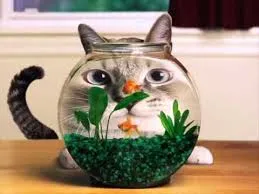 Смешни снимки за животни котки (65 снимки) - смешни картинки и хумор