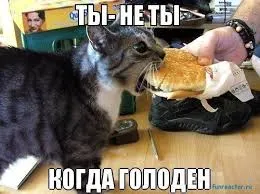 Смешни снимки за животни котки (65 снимки) - смешни картинки и хумор
