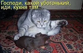 Смешни снимки за животни котки (65 снимки) - смешни картинки и хумор