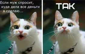 Смешни снимки за животни котки (65 снимки) - смешни картинки и хумор