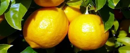 ползи Lemon за човешкото тяло и неговата щета