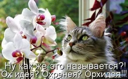 Смешни снимки за животни котки (65 снимки) - смешни картинки и хумор