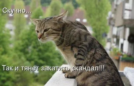 Смешни снимки за животни котки (65 снимки) - смешни картинки и хумор
