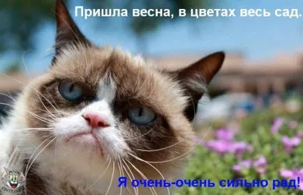 Смешни снимки за животни котки (65 снимки) - смешни картинки и хумор
