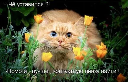Смешни снимки за животни котки (65 снимки) - смешни картинки и хумор