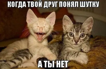 Смешни снимки за животни котки (65 снимки) - смешни картинки и хумор