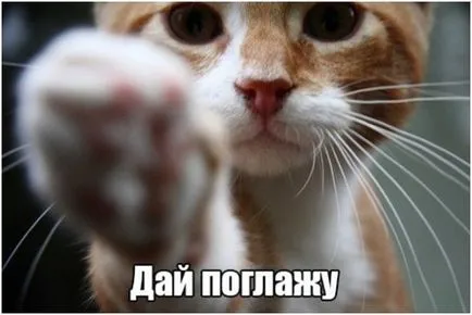 Смешни снимки за животни котки (65 снимки) - смешни картинки и хумор
