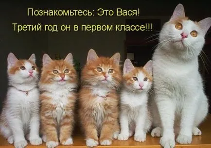 Смешни снимки за животни котки (65 снимки) - смешни картинки и хумор
