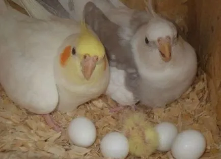 Parrot Cockatiel - грижи и поддръжка, как да се научим да говорим