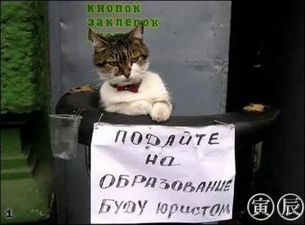 Смешни снимки за животни котки (65 снимки) - смешни картинки и хумор