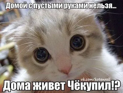 Смешни снимки за животни котки (65 снимки) - смешни картинки и хумор