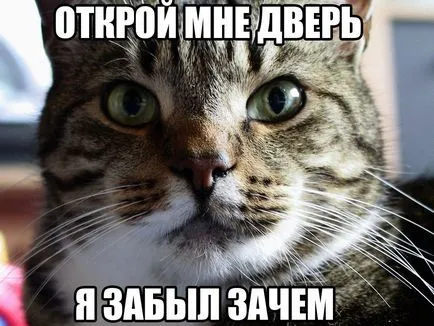 Смешни снимки за животни котки (65 снимки) - смешни картинки и хумор