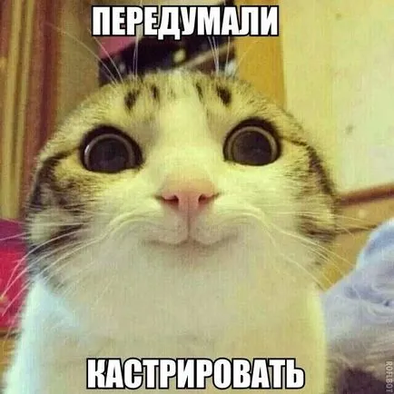 Смешни снимки за животни котки (65 снимки) - смешни картинки и хумор