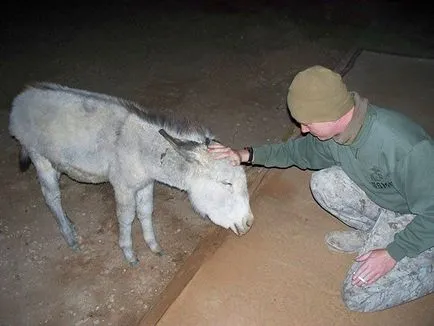 54 снимки на войници и животни