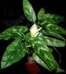 Aglaonema всички нюанси на грижите за цветя в дома фото и видео