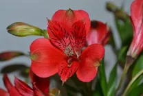 Alstroemeria (55 снимки) характерните цветове, на най-добрите сортове, засаждане, грижи, поливане, торене,