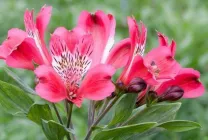 Alstroemeria (55 снимки) характерните цветове, на най-добрите сортове, засаждане, грижи, поливане, торене,