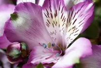 Alstroemeria (55 снимки) характерните цветове, на най-добрите сортове, засаждане, грижи, поливане, торене,