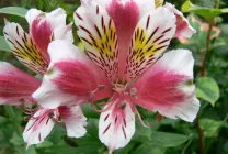 Alstroemeria (55 снимки) характерните цветове, на най-добрите сортове, засаждане, грижи, поливане, торене,