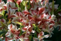 Alstroemeria (55 снимки) характерните цветове, на най-добрите сортове, засаждане, грижи, поливане, торене,
