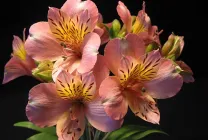 Alstroemeria (55 снимки) характерните цветове, на най-добрите сортове, засаждане, грижи, поливане, торене,