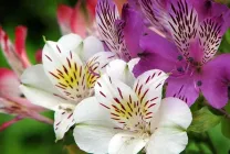 Alstroemeria (55 снимки) характерните цветове, на най-добрите сортове, засаждане, грижи, поливане, торене,