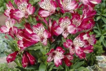 Alstroemeria (55 снимки) характерните цветове, на най-добрите сортове, засаждане, грижи, поливане, торене,
