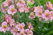 Alstroemeria (55 снимки) характерните цветове, на най-добрите сортове, засаждане, грижи, поливане, торене,