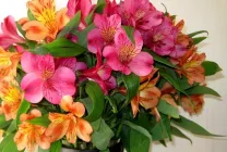 Alstroemeria (55 снимки) характерните цветове, на най-добрите сортове, засаждане, грижи, поливане, торене,