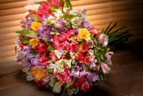 Alstroemeria (55 снимки) характерните цветове, на най-добрите сортове, засаждане, грижи, поливане, торене,