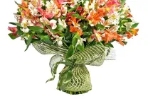 Alstroemeria (55 снимки) характерните цветове, на най-добрите сортове, засаждане, грижи, поливане, торене,