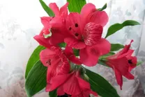 Alstroemeria (55 снимки) характерните цветове, на най-добрите сортове, засаждане, грижи, поливане, торене,