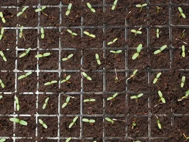 отглеждане Alstroemeria от семена в домашни условия, весел urozhaynik