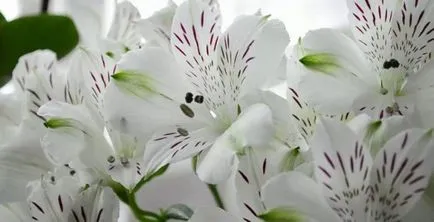 Alstroemeria (55 снимки) характерните цветове, на най-добрите сортове, засаждане, грижи, поливане, торене,