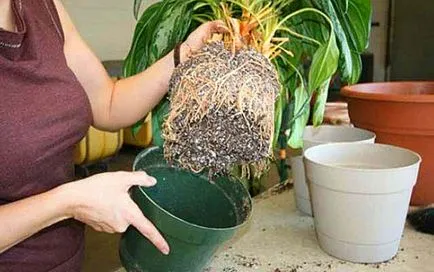 Aglaonema - грижи в дома, как да се направи по-гъсти, снимки, видео