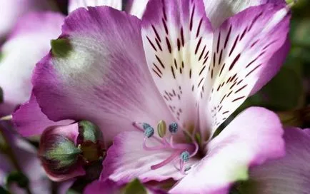 Alstroemeria (55 снимки) характерните цветове, на най-добрите сортове, засаждане, грижи, поливане, торене,