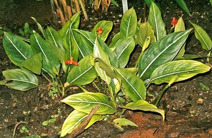 Aglaonema - грижи в дома, как да се направи по-гъсти, снимки, видео