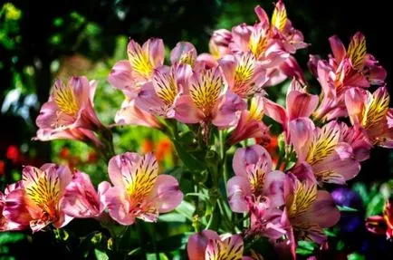 Alstroemeria (55 снимки) характерните цветове, на най-добрите сортове, засаждане, грижи, поливане, торене,