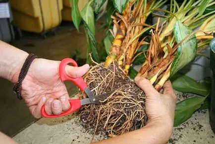 Aglaonema - грижи в дома, как да се направи по-гъсти, снимки, видео