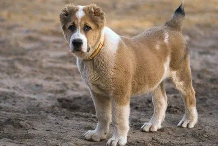 Алабай (Централна Азия Shepherd) куче снимка, цена, описание порода, характер, видео