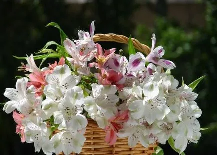 Alstroemeria (55 снимки) характерните цветове, на най-добрите сортове, засаждане, грижи, поливане, торене,