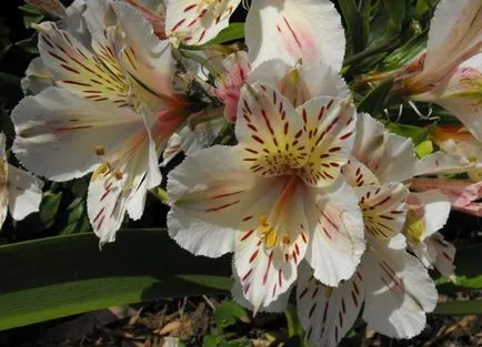 Alstroemeria (55 снимки) характерните цветове, на най-добрите сортове, засаждане, грижи, поливане, торене,