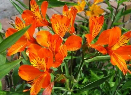 Alstroemeria (55 снимки) характерните цветове, на най-добрите сортове, засаждане, грижи, поливане, торене,