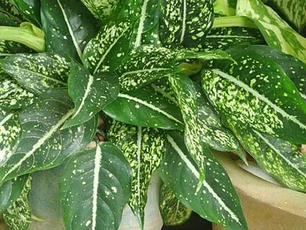 Aglaonema - грижи в дома, как да се направи по-гъсти, снимки, видео