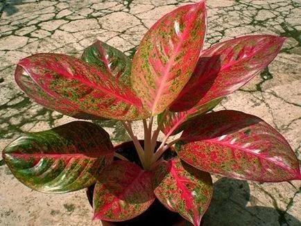 Aglaonema - грижи в дома, как да се направи по-гъсти, снимки, видео